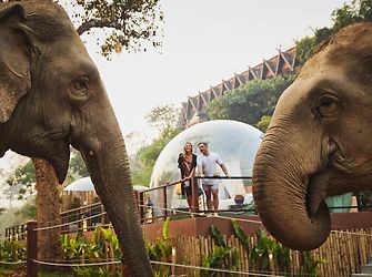 Anantara Golden Triangle Elephant Camp & Resort Chiang Rai Exterior photo pics,photos