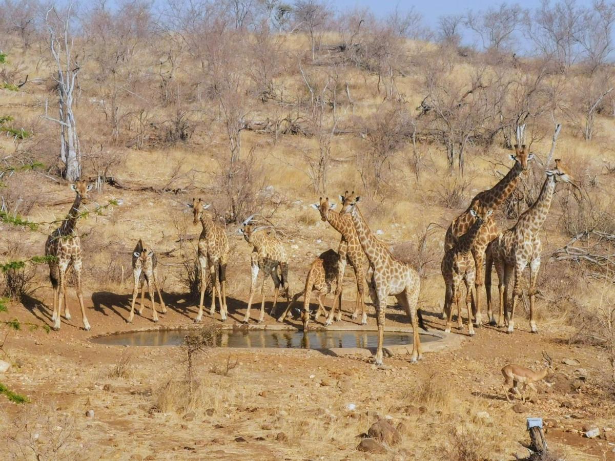 Mbizi Bush Lodge Grietjie Game Reserve Exterior photo