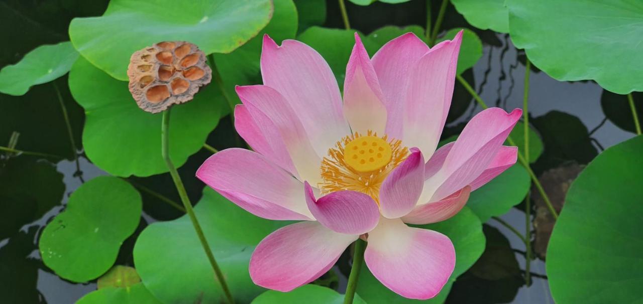 Lotus Bungalows Candi Dasa  Exterior photo