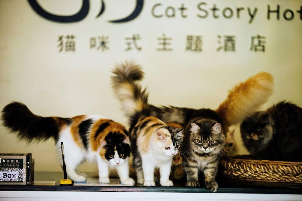 Cat Story Hotel Patong Exterior photo