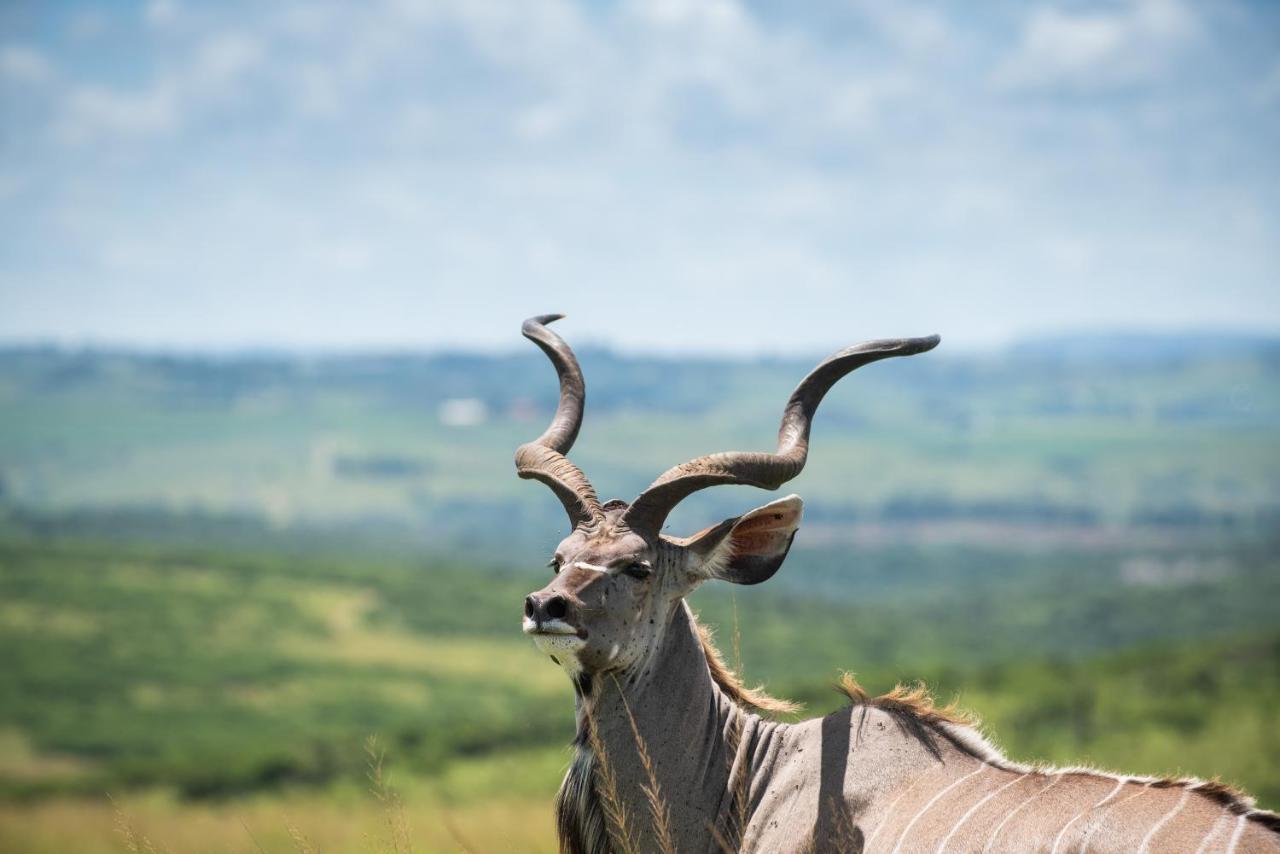 Tala Collection Game Reserve, By Dream Resorts Silverton Exterior photo