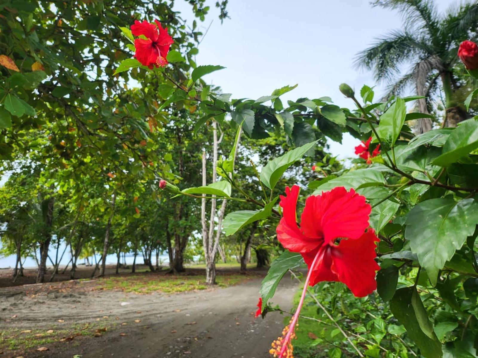 Agua Dulce Beach Resort Puerto Jimenez Exterior photo