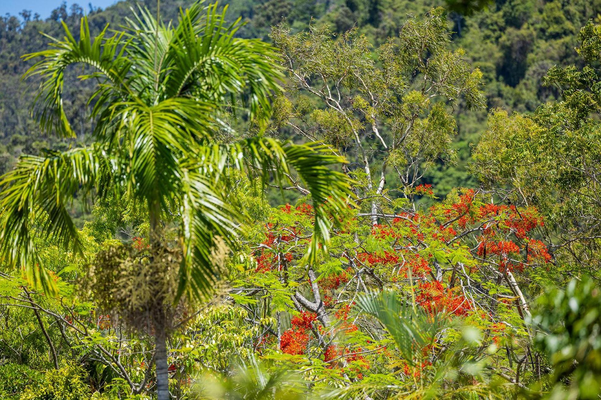 Kipara Tropical Rainforest Retreat Airlie Beach Exterior photo