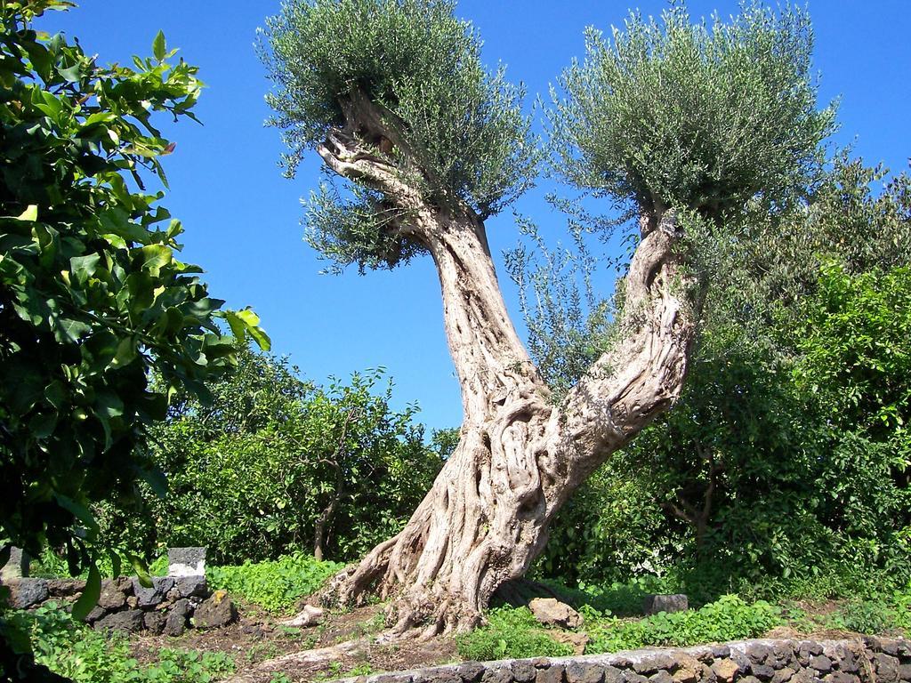 Il Limoneto Acireale Villa Exterior photo