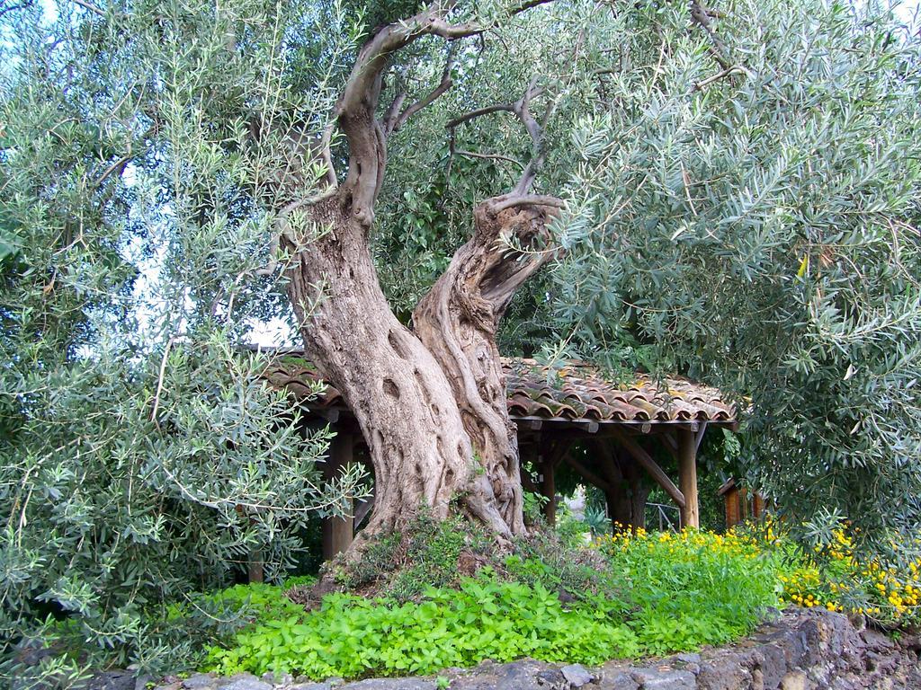 Il Limoneto Acireale Villa Exterior photo