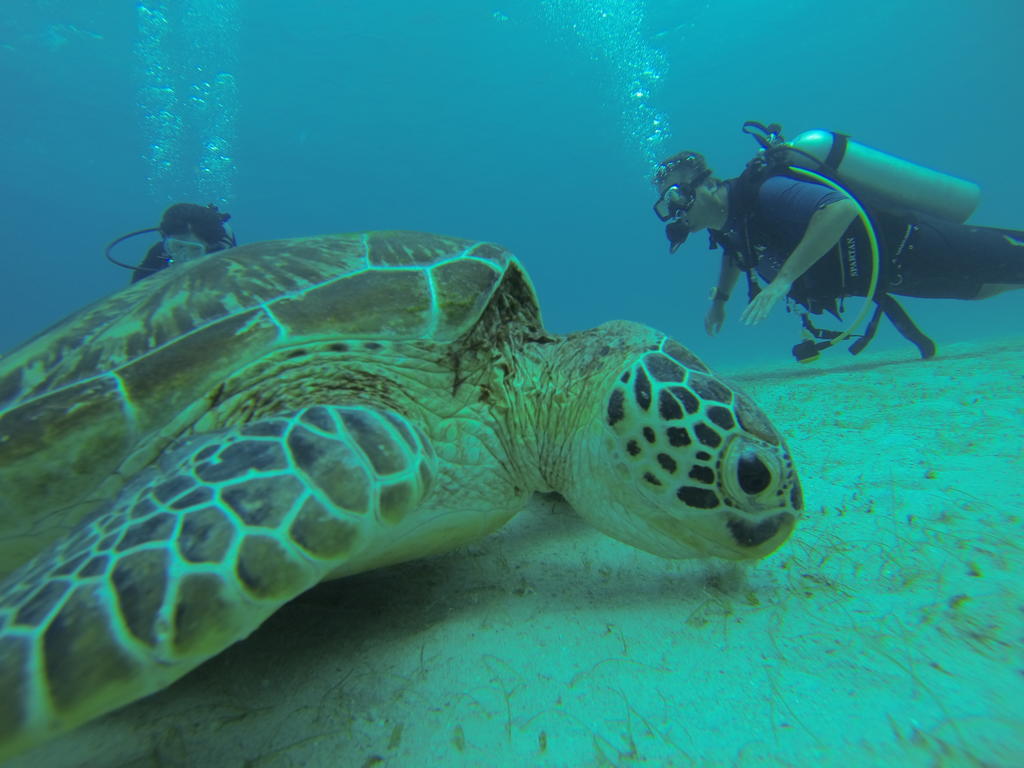 Plankton Divers - Zion'S Welcome Inn El Nido Exterior photo