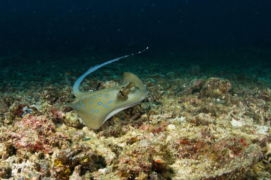 Plankton Divers - Zion'S Welcome Inn El Nido Exterior photo