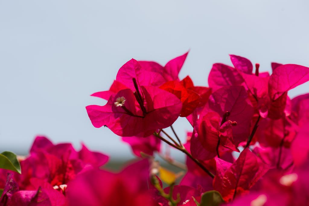 Hotel Bougainvillea San Jose Santo Domingo De Heredia Exterior photo