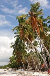 Palm Island And Dive Resort Panglao Exterior photo