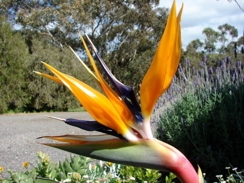 Austiny Bed And Breakfast Victor Harbor Exterior photo