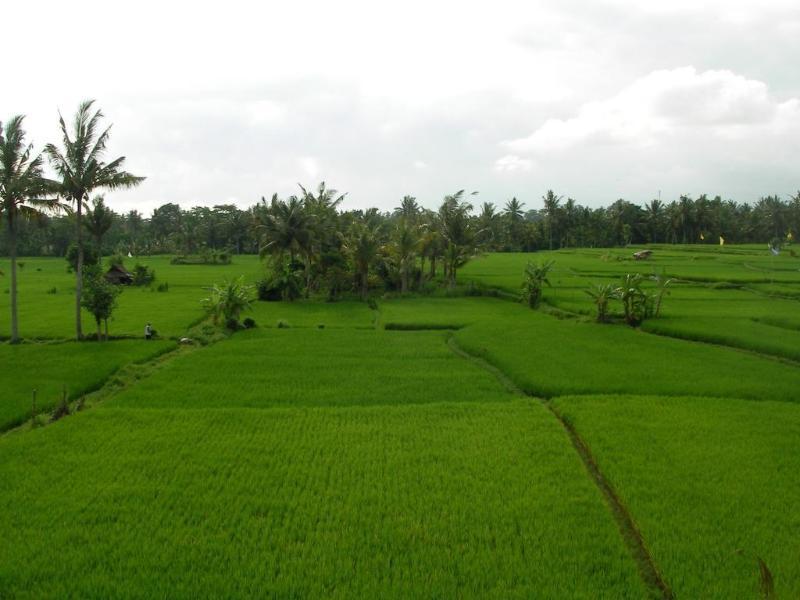 Green Field Hotel And Bungalow Ubud  Exterior photo