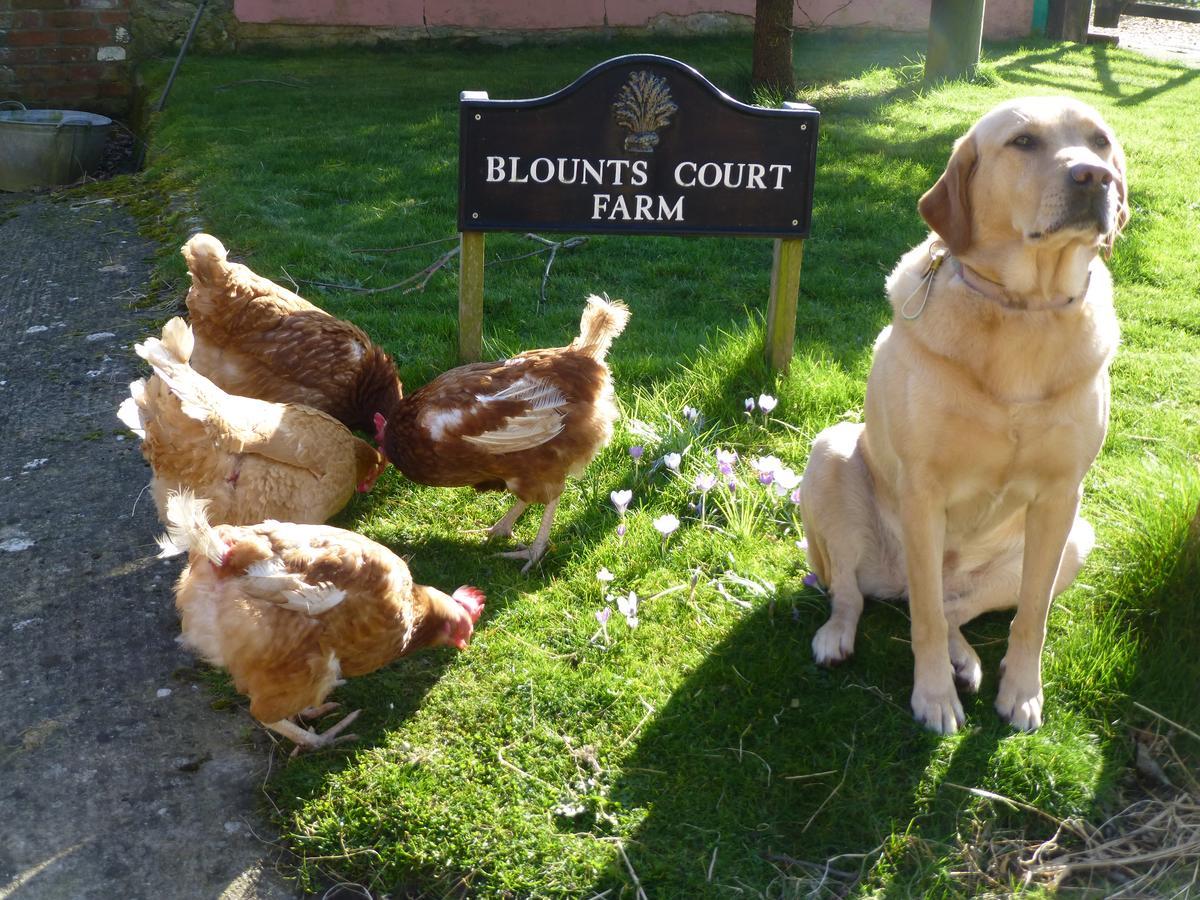 Blounts Court Farm Bed & Breakfast Devizes Exterior photo