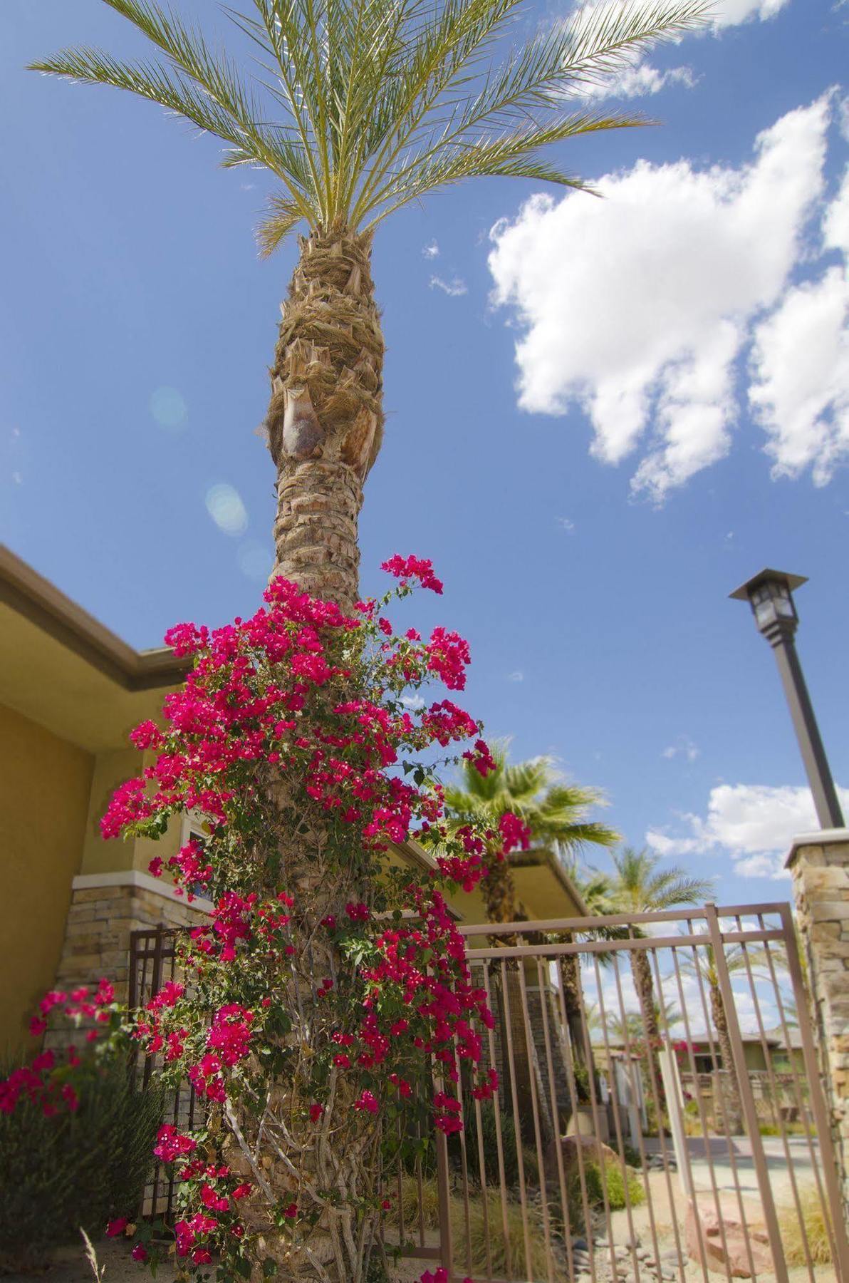 Sonoran Suites Of Palm Springs At The Enclave Palm Desert Exterior photo