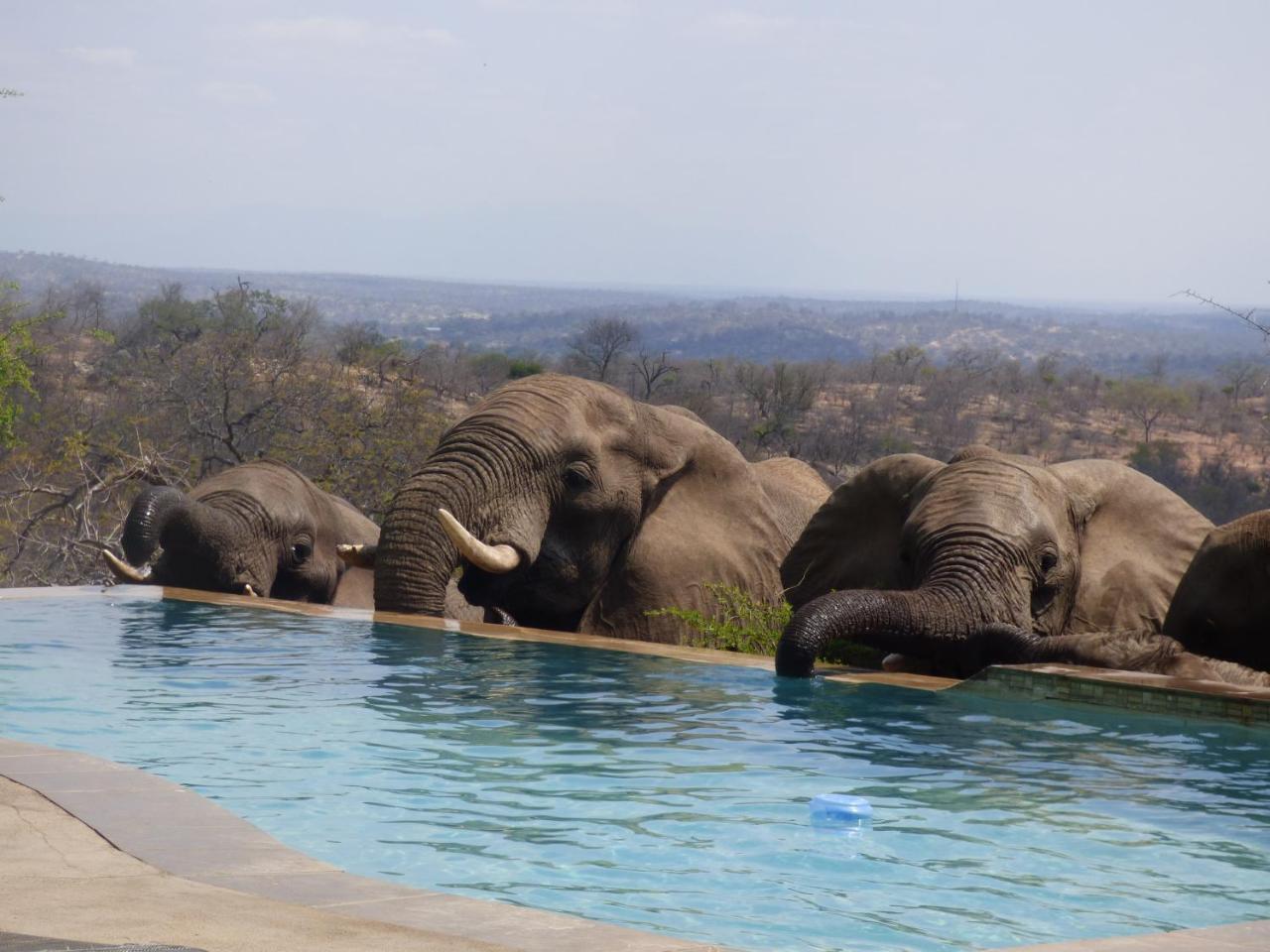 Mbizi Bush Lodge Grietjie Game Reserve Exterior photo