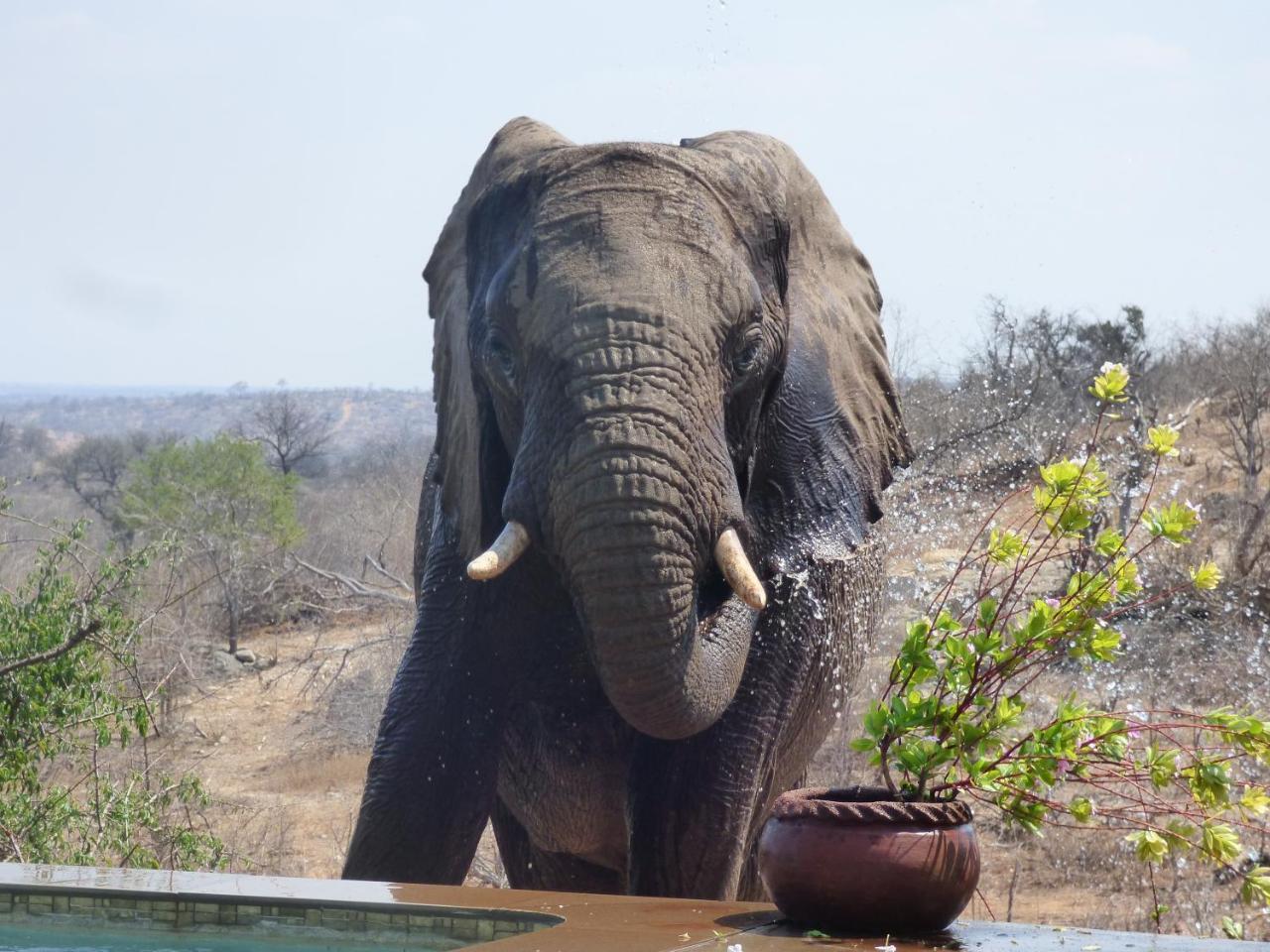 Mbizi Bush Lodge Grietjie Game Reserve Exterior photo