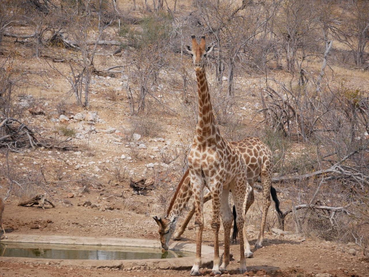 Mbizi Bush Lodge Grietjie Game Reserve Exterior photo