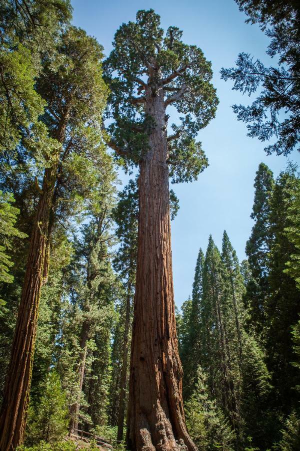 Stony Creek Lodge Sequoia National Park Exterior photo