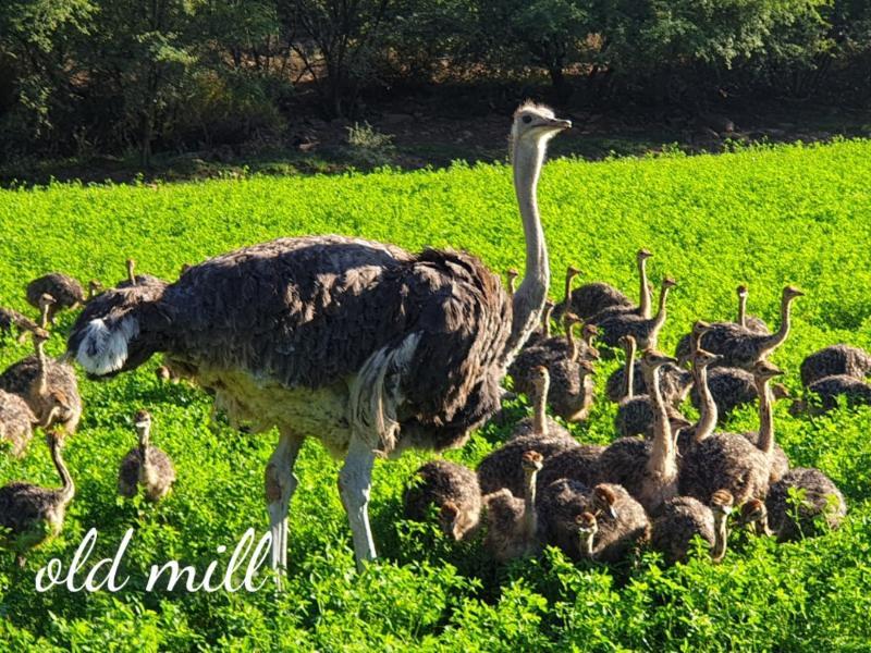 Old Mill Lodge, Seasonal Working Ostrich Farm & Restaurant, Oudtshoorn Exterior photo