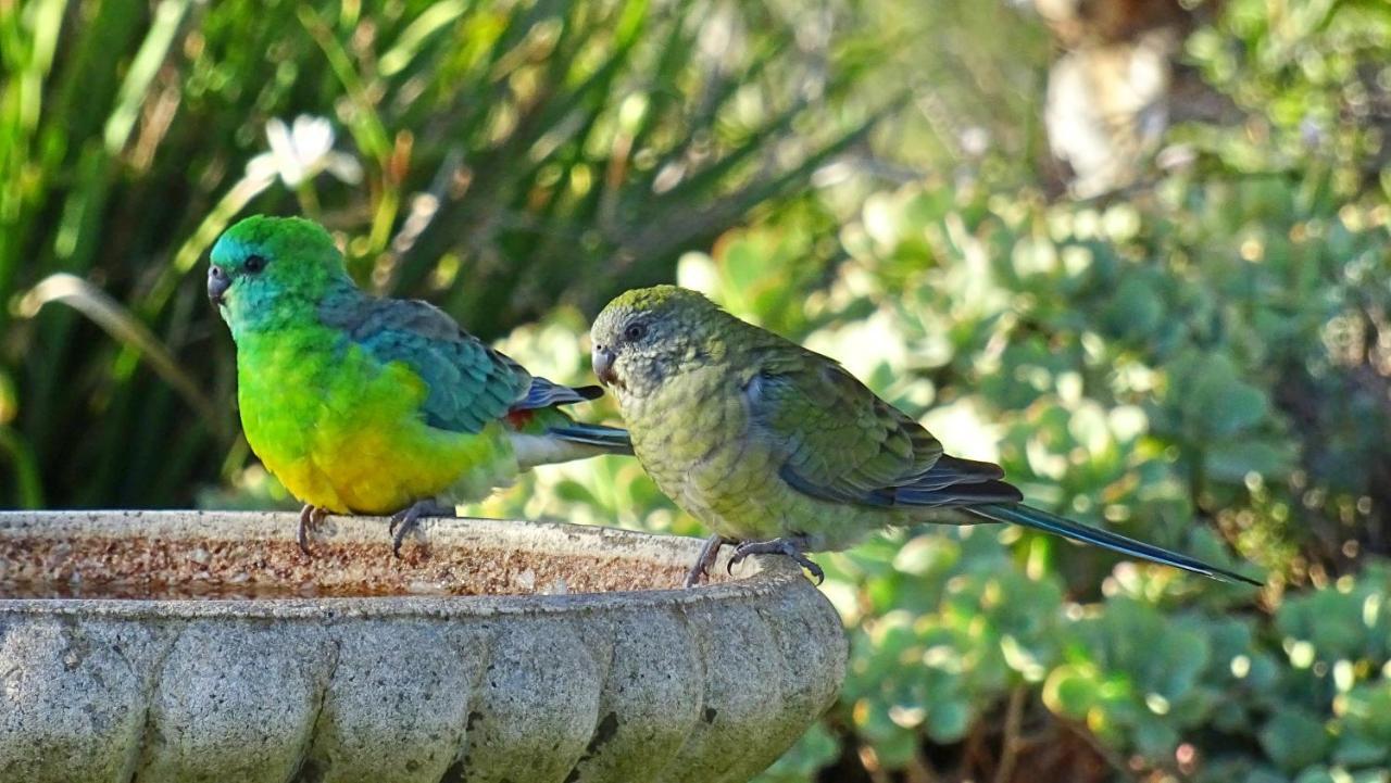 Austiny Bed And Breakfast Victor Harbor Exterior photo