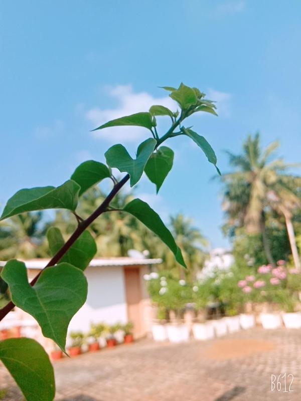 Hanu Reddy Residences Wallace Garden Chennai Exterior photo