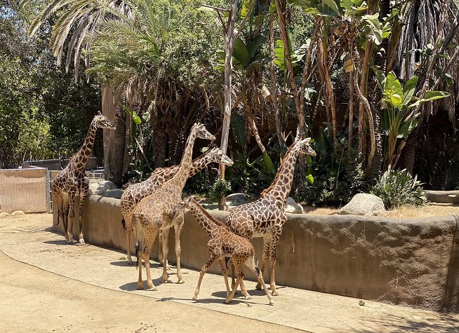 Los Angeles Zoo photo