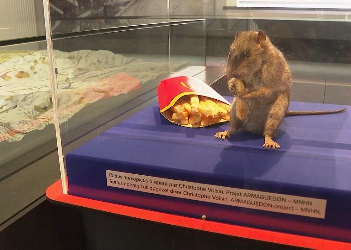 Information Technology Museum Brussels Sewer Museum Creates Exhibit to Demystify City Rats in ... photo
