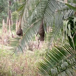 Heavenly Royalz Farm Fortportal Njara Exterior photo