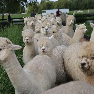 Silverstream Alpaca Farmstay & Tour Kaiapoi Exterior photo