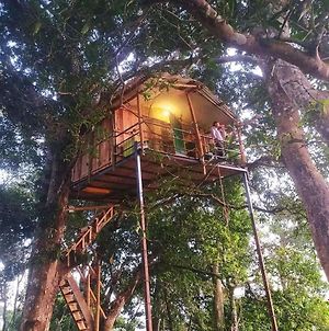 Pemsee'S Tree Town Villa Sauraha Room photo